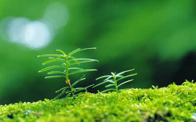 新芽嫩叶高清绿色植物壁纸(三)19